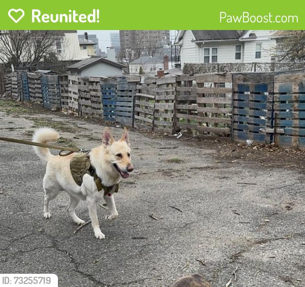 Reunited Male Dog last seen Lamartine Terrace, Yonkers, NY 10701, USA, Yonkers, NY 10701