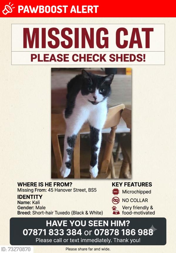 Lost Male Cat last seen Compton Street, Brunswick Street, Netham Park, Barton Hill, England BS5 9QP