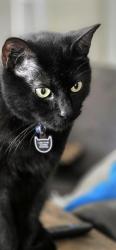 Lost Male Cat last seen San Antonio Riverwalk,Holbrooke st, Hutto, TX 78634