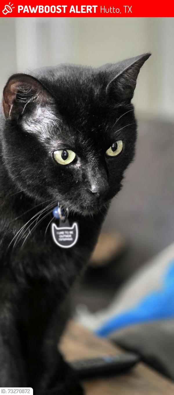 Lost Male Cat last seen San Antonio Riverwalk,Holbrooke st, Hutto, TX 78634