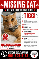 Lost Male Cat last seen West avenue J-8 and 40th street West, Lancaster, CA 93536