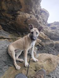 Lost Female Dog last seen Davis st, Ramona, CA 92065