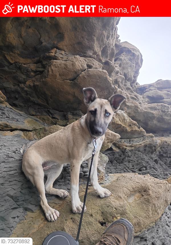 Lost Female Dog last seen Davis st, Ramona, CA 92065