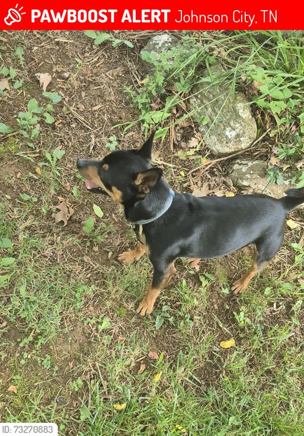 Lost Male Dog last seen Cerca de la calle bonita, Johnson City, TN 37601