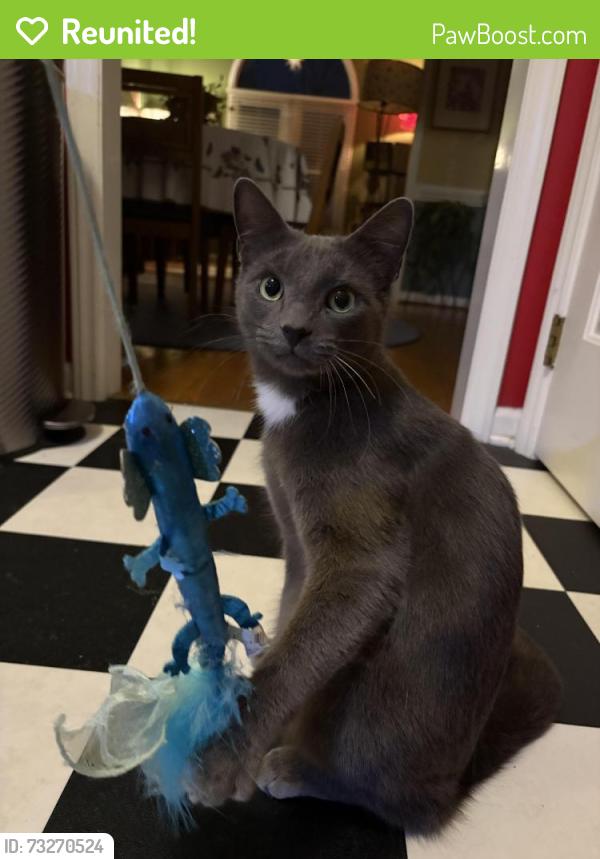 Reunited Male Cat last seen Near Oakmist Dr Cary, NC 27513, Cary, NC 27513