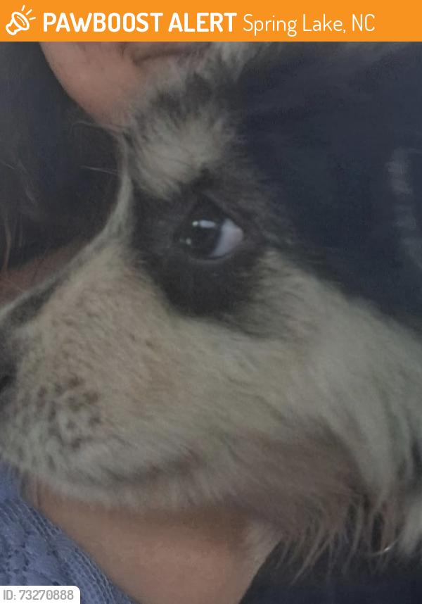 Found/Stray Unknown Dog last seen Circle K, Spring Lake, NC 28390