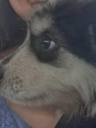 Found/Stray Unknown Dog last seen Circle K, Spring Lake, NC 28390