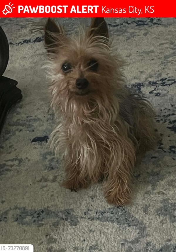 Lost Male Dog last seen 7th street and sandusky, Kansas City, KS 66101