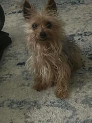 Lost Male Dog last seen 7th street and sandusky, Kansas City, KS 66101