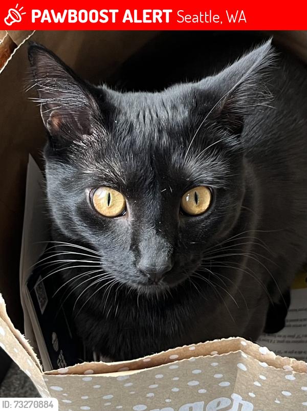 Lost Female Cat last seen Webster and 42 Ave SW, Seattle, WA 98126