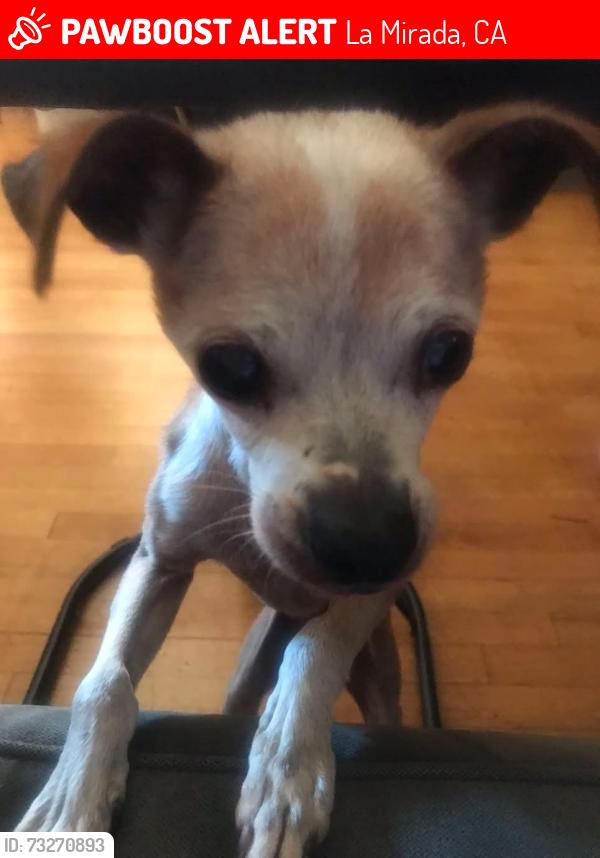 Lost Female Dog last seen Mercado/Orsa, La Mirada, CA 90638