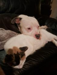 Lost Female Cat last seen Acrossed from the church, Calgary, AB T2B 1M5