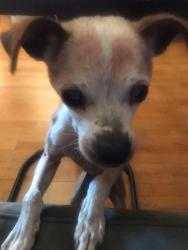 Lost Female Dog last seen Mercado/Orsa, La Mirada, CA 90638