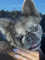 Shelter Stray Female Dog last seen Between Orange Cove and Orrsi, Orange Cove Zone Fresno CO 4 93646, CA, 1510 W Dan Ronquillo Dr, Fresno, CA 93706, USA
