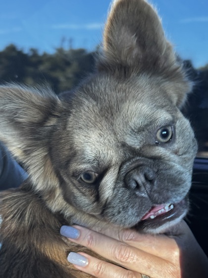 Shelter Stray Female Dog last seen Between Orange Cove and Orrsi, Orange Cove Zone Fresno CO 4 93646, CA, 1510 W Dan Ronquillo Dr, Fresno, CA 93706, USA