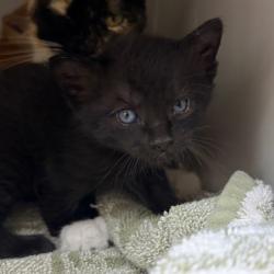 Shelter Stray Male Cat last seen Near Calla Pass, Middleton, WI, Middleton, City of, WI, 5132 Voges Rd, Madison, WI 53718, USA