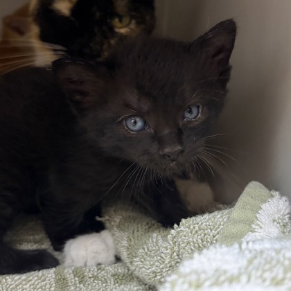 Shelter Stray Male Cat last seen Near Calla Pass, Middleton, WI, Middleton, City of, WI, 5132 Voges Rd, Madison, WI 53718, USA