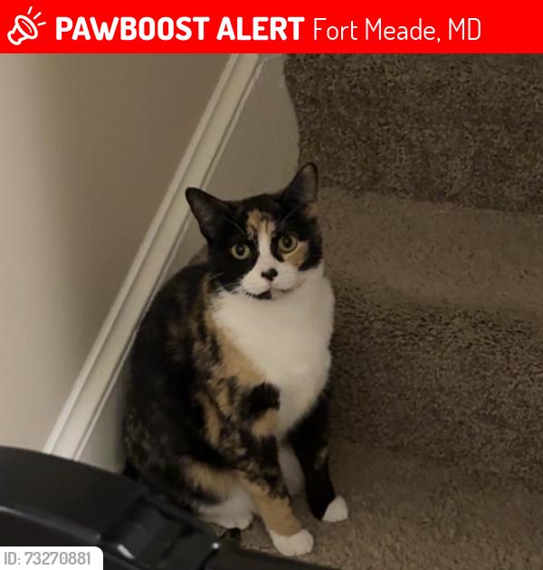 Lost Female Cat last seen Meuse Forest, Fort Meade, MD 20755