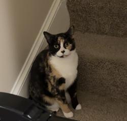 Lost Female Cat last seen Meuse Forest, Fort Meade, MD 20755