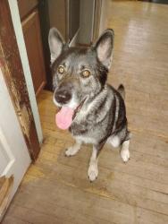 Reunited Female Dog last seen Near Thornton Road Hubbard ohio 44425, Hubbard, OH 44425