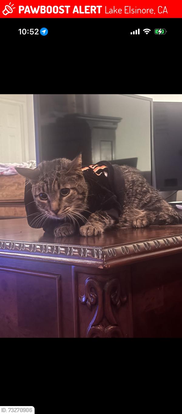 Lost Male Cat last seen Tuscany hills by the elementary school, Lake Elsinore, CA 92532