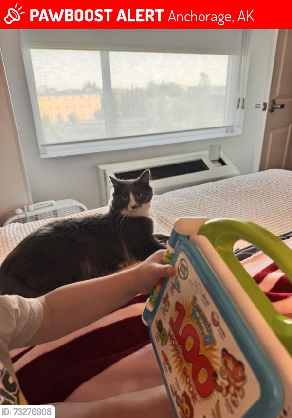 Lost Female Cat last seen Park dr. And sparkle dr., Anchorage, AK 99567