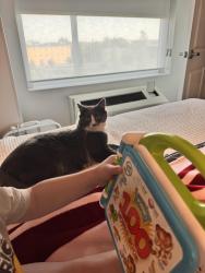 Lost Female Cat last seen Park dr. And sparkle dr., Anchorage, AK 99567