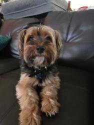 Reunited Male Dog last seen Yewleaf Rd, The Woodlands, TX 77381