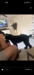 Lost Female Dog last seen Near w Osborn rd, Phoenix, AZ 85033