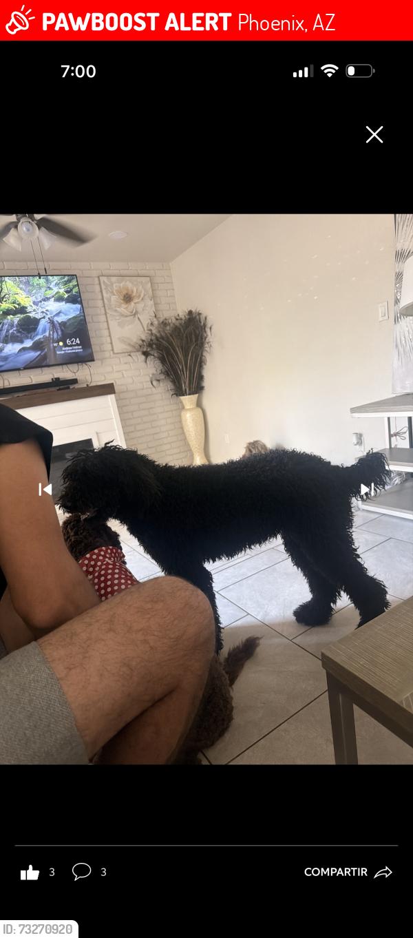 Lost Female Dog last seen Near w Osborn rd, Phoenix, AZ 85033