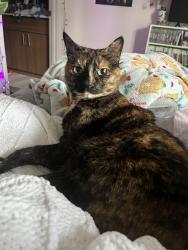 Lost Female Cat last seen Nw Shackelford Road, Portland, OR 97229