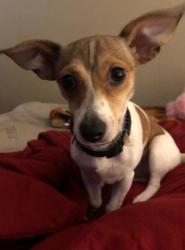 Reunited Female Dog last seen Northern hills road and sooner road, Norman, OK 73071