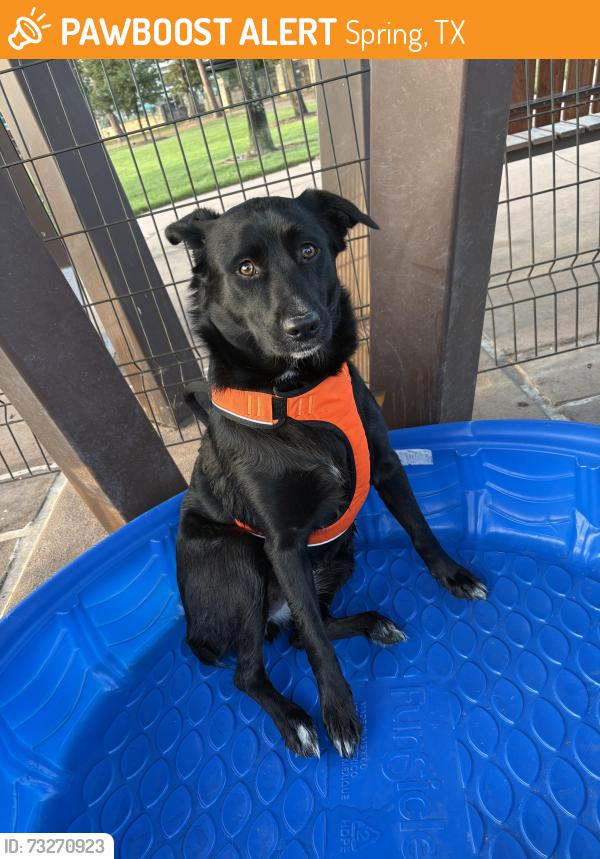 Found/Stray Female Dog last seen Holzwarth and east mossy oaks rd, Spring, TX 77389
