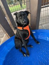Found/Stray Female Dog last seen Holzwarth and east mossy oaks rd, Spring, TX 77389