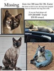 Lost Female Cat last seen Avec300 & Rd 182 near Whitney's Wild Oak Ranch, Tulare County, CA 93221