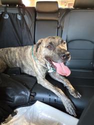 Reunited Male Dog last seen Scenery Hill Court, Fort Worth, TX 76103