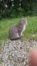 Found/Stray Female Cat last seen in the woods kinda near the no littering sign, Mansfield, OH 44904