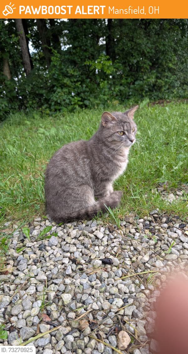 Found/Stray Female Cat last seen in the woods kinda near the no littering sign, Mansfield, OH 44904