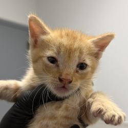 Shelter Stray Male Cat last seen Near Bullock Drive, San Diego, CA, 92114, 5500 Gaines St, San Diego, CA 92110, USA