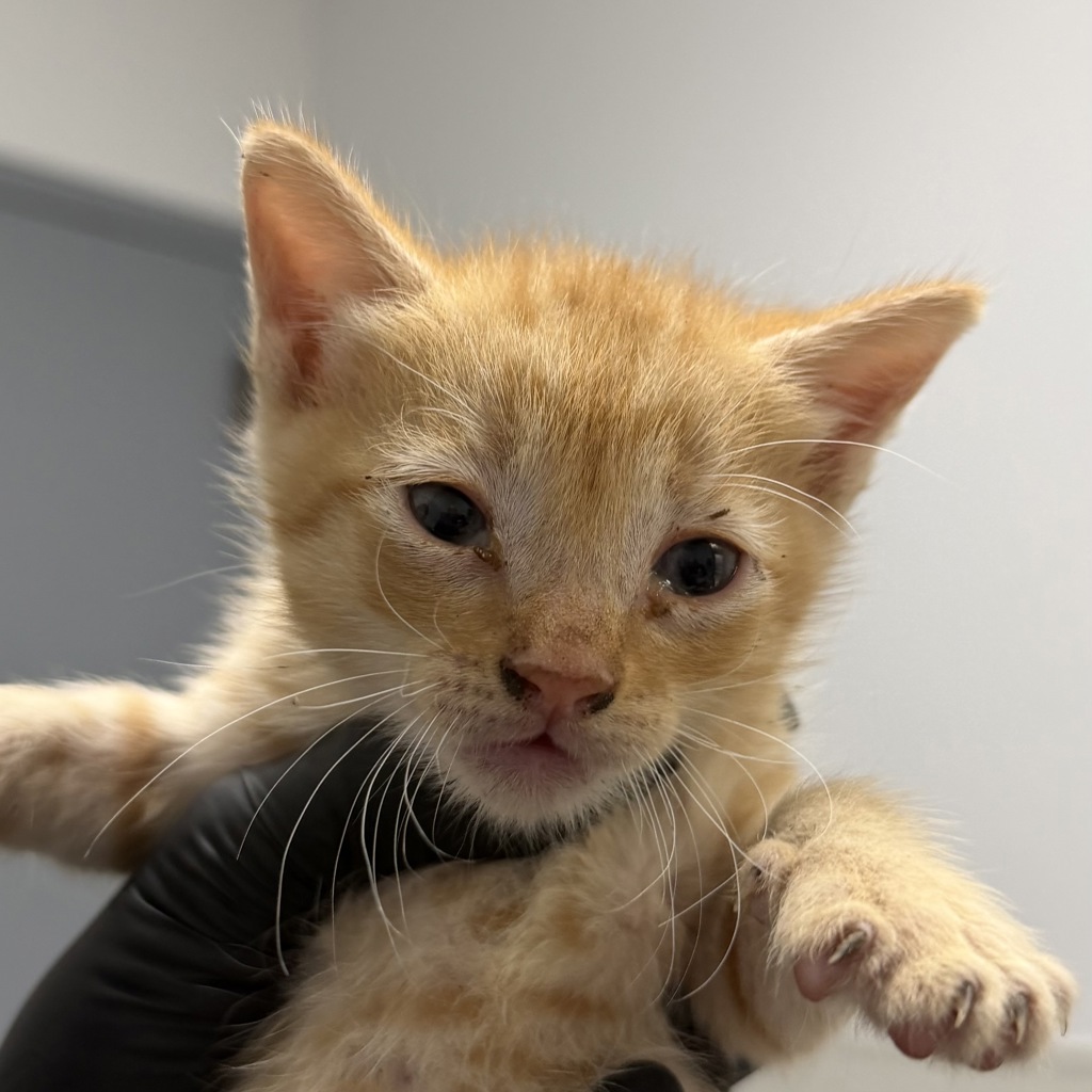 Shelter Stray Male Cat last seen Near Bullock Drive, San Diego, CA, 92114, 5500 Gaines St, San Diego, CA 92110, USA