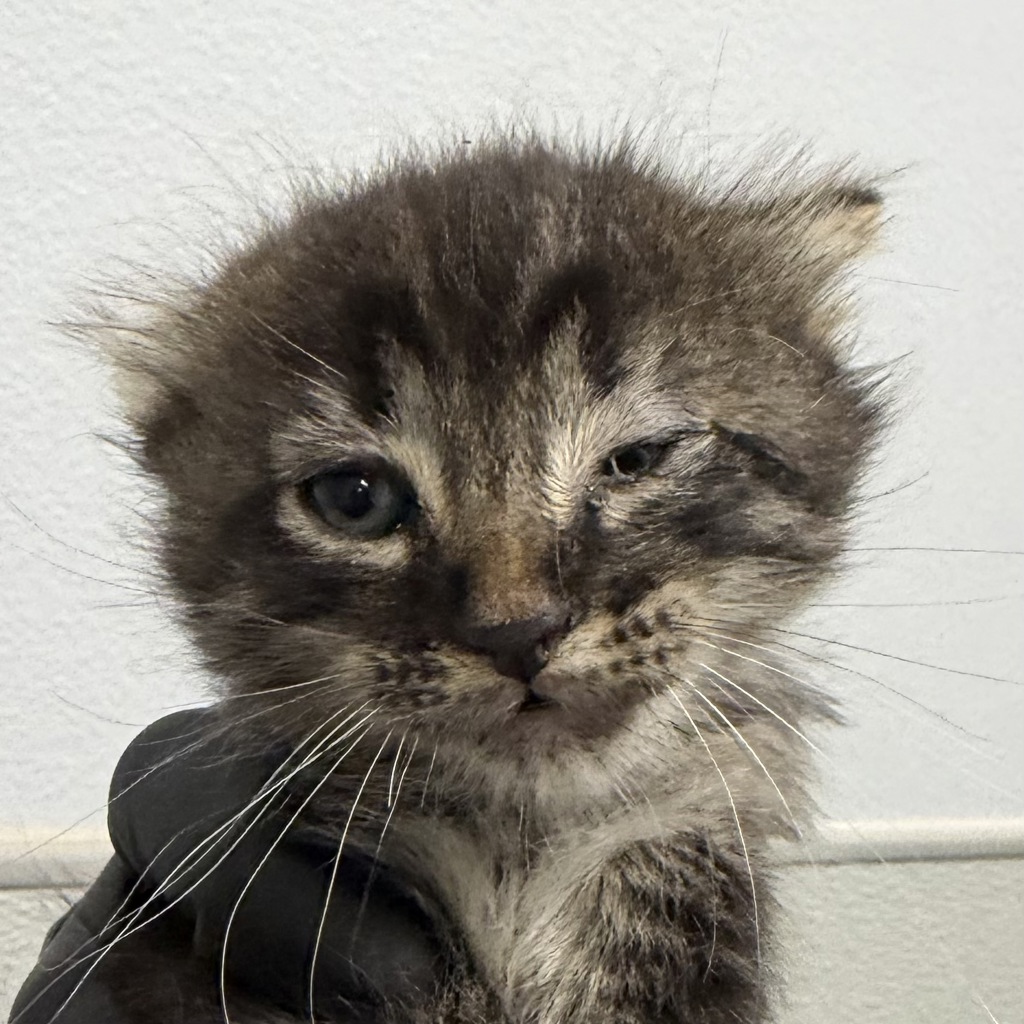 Shelter Stray Male Cat last seen Near Bullock Drive, San Diego, CA, 92114, 5500 Gaines St, San Diego, CA 92110, USA