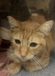 Shelter Stray Male Cat last seen Near Higgins Street, Oceanside, CA, 92058, Oceanside, CA 92058, USA