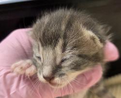 Shelter Stray Male Cat last seen Near Amber Place, Lemon Grove, CA, 91945, El Cajon, CA 92020, USA