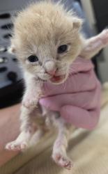 Shelter Stray Male Cat last seen Near Amber Place, Lemon Grove, CA, 91945, El Cajon, CA 92020, USA