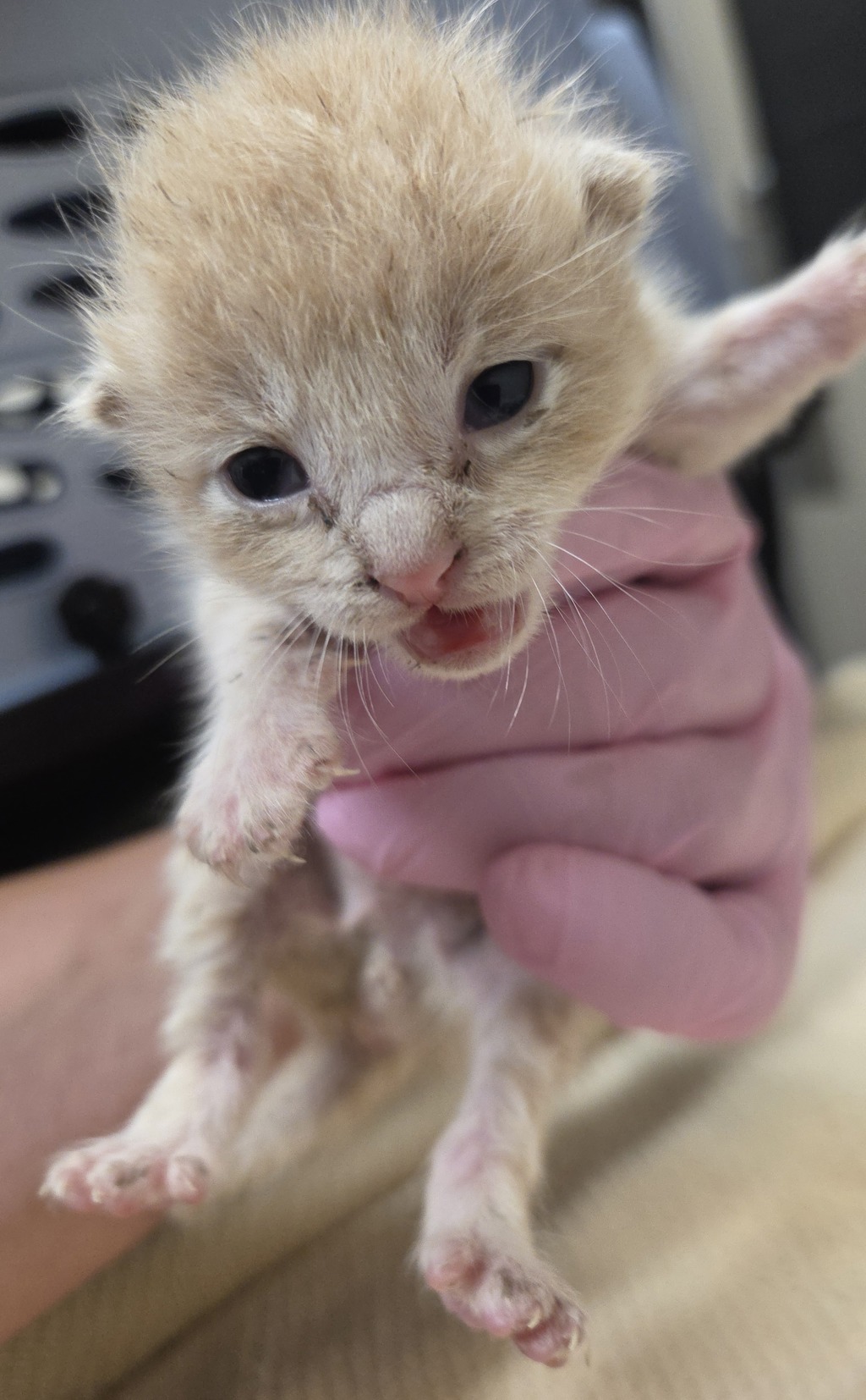 Shelter Stray Male Cat last seen Near Amber Place, Lemon Grove, CA, 91945, El Cajon, CA 92020, USA