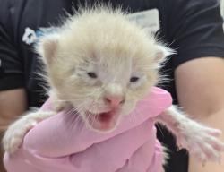 Shelter Stray Male Cat last seen Near Amber Place, Lemon Grove, CA, 91945, El Cajon, CA 92020, USA