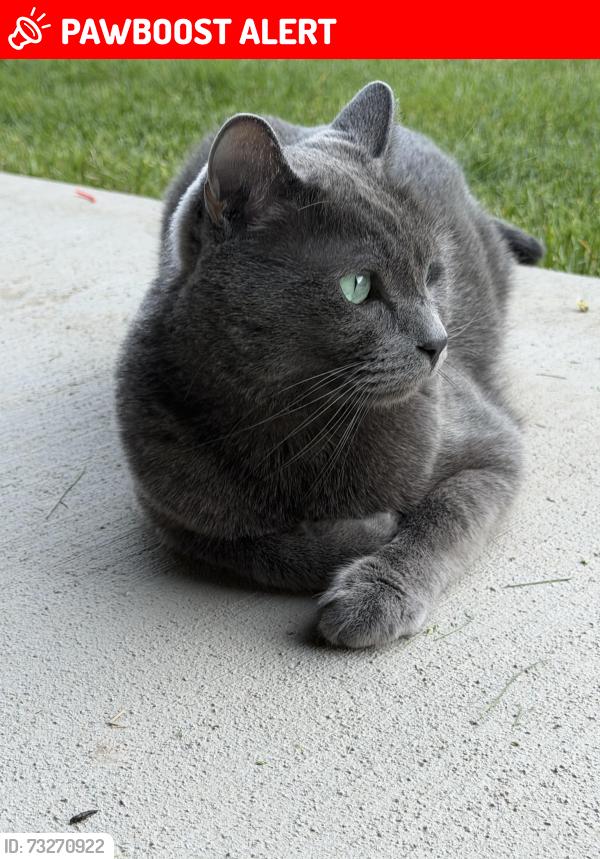 Lost Male Cat last seen Mountain View N 800 W Pinnacle Court Saratoga Springs, Saratoga Springs, UT 84045