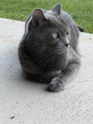 Lost Male Cat last seen Mountain View N 800 W Pinnacle Court Saratoga Springs, Saratoga Springs, UT 84045