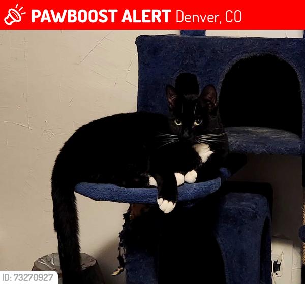 Lost Female Cat last seen Lowell Boulevard, Denver, CO 80204