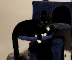 Lost Female Cat last seen Lowell Boulevard, Denver, CO 80204